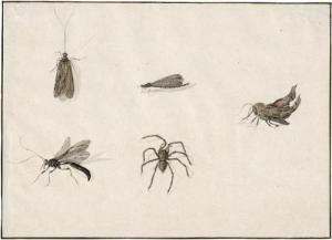 WITHOOS Peter 1654-1693,Studienblatt mit vier Insekten und einer Spinne,Galerie Bassenge 2019-05-30