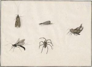 WITHOOS Peter 1654-1693,Studienblatt mit vier Insekten und einer Spinne,Galerie Bassenge 2020-06-03