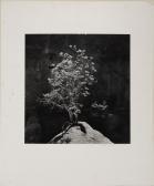 WOHLAUER Ronald 1947,Scrub Oak, Garden of the Gods,1990,Stair Galleries US 2015-07-25