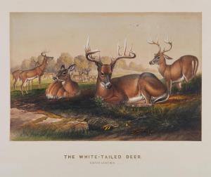 WOLF Joseph 1820-1899,Seven prints of deer,Dreweatts GB 2017-07-27