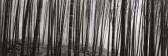 WONG Russel 1961,Bamboo forest,2005,Christie's GB 2005-05-29