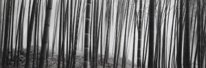 WONG Russel 1961,Kyoto Bamboo Forest,2003,Christie's GB 2011-11-02