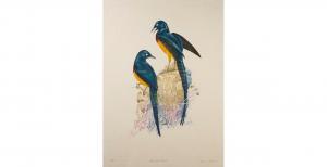 WOODCOCK Martin W 1900-1900,Golden breasted starlings,Mallams GB 2021-03-17