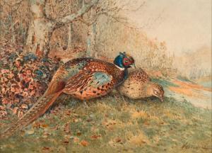 WOODHOUSE William Arnold 1857-1939,Hen and cock pheasant grazing,Tennant's GB 2024-03-16
