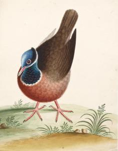 WOOLWARD Evelyn,Exotic bird studies,Bonhams GB 2013-06-12