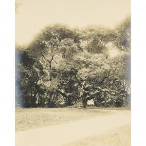 WORDEN Willard E,"Live-Oak on the Campus at Berkeley College" from ,Clars Auction Gallery 2022-02-20