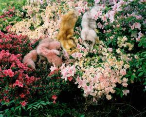 worsham susan,Untitled (Foxes On Azaleas),Daniel Cooney Fine Art US 2011-02-03