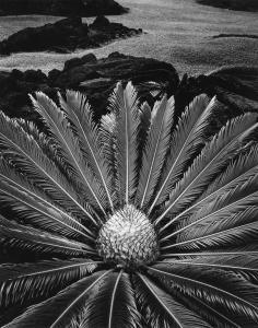 WORTH Don 1924,Cycas Revoluta, Hilo, Hawaii,Swann Galleries US 2019-10-17