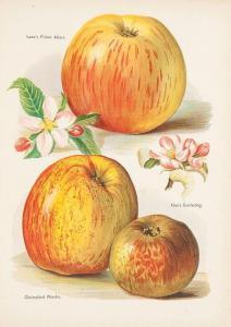 WRIGHT John 1836-1916,The Fruit Grower's Guide,Dreweatts GB 2014-04-17