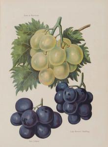 WRIGHT John 1836-1916,The Fruit Grower's Guide,Dreweatts GB 2017-06-22