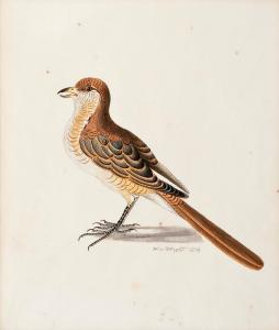 WRIGHT von Wilhelm 1810-1887,A BIRD,1834,Bukowskis SE 2010-12-14