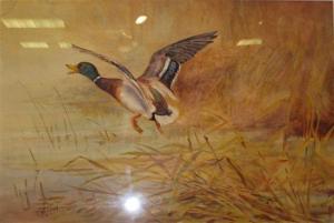 WRIGLEY Thomas 1883-1940,Study of a Mallard in Flight,Cheffins GB 2012-05-17