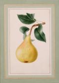 YERNA,Study of a pear,Bonhams GB 2009-08-19