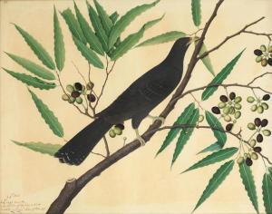 ZAYN AL DIN 1700-1700,a bird perched on the branch of a flowering plant,1777,Bonhams GB 2020-06-11