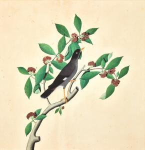ZAYN AL DIN 1700-1700,A JUNGLE MYNA (ACRIDOTHERES FUSCUS) ON A FRUITING ,Sotheby's GB 2019-10-23