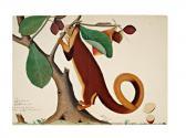 ZAYN AL DIN 1700-1700,A Malabar Giant Squirrel (Ratufa Indica) in an Alm,1778,Sotheby's 2021-10-27