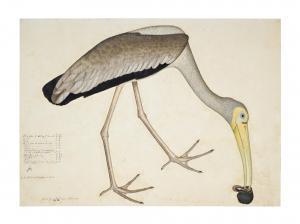 ZAYN AL DIN 1700-1700,A Painted Stork (Mycteria Leucocephala) eating a S,1781,Sotheby's 2021-10-27
