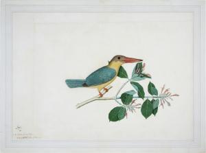ZAYN AL DIN 1700-1700,A stork-billed kingfisher (Halcyon Capensis) on a ,1778,Sotheby's 2021-10-27