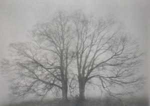 Zetterstrom Tom 1945,From Portraits of Trees Series,Litchfield US 2008-04-04