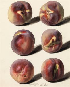 ZINNOGGER Leopold 1811-1872,Peaches,im Kinsky Auktionshaus AT 2018-10-23