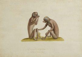 ZOTL Aloys 1803-1887,Lemur tardigradus - mas et femina,Joron-Derem FR 2021-12-21